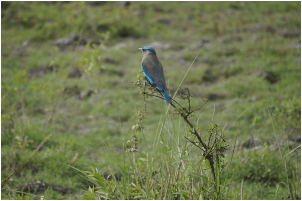 Photo of Highlights of Assam- Forests and tea gardens - The Globetrotters 5/33 by Apoorv & Smita