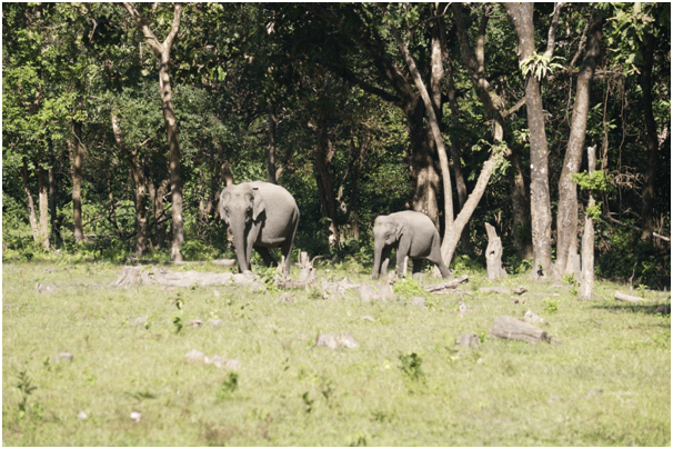 Photo of Highlights of Assam- Forests and tea gardens - The Globetrotters 6/33 by Apoorv & Smita