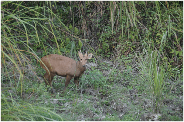 Photo of Highlights of Assam- Forests and tea gardens - The Globetrotters 7/33 by Apoorv & Smita