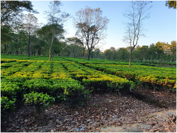 Photo of Highlights of Assam- Forests and tea gardens - The Globetrotters 8/33 by Apoorv & Smita
