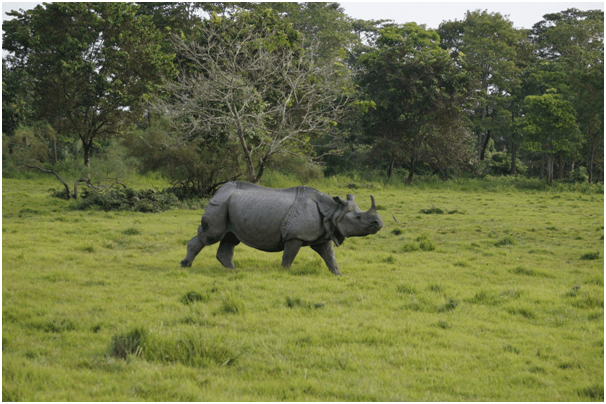 Photo of Highlights of Assam- Forests and tea gardens - The Globetrotters 10/33 by Apoorv & Smita