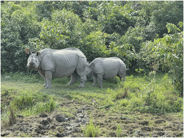 Photo of Highlights of Assam- Forests and tea gardens - The Globetrotters 11/33 by Apoorv & Smita