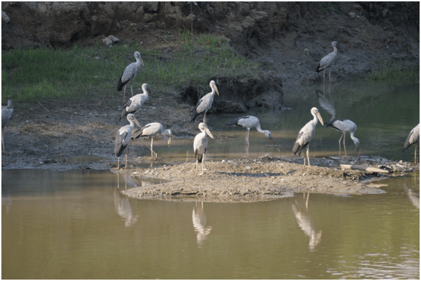 Photo of Highlights of Assam- Forests and tea gardens - The Globetrotters 13/33 by Apoorv & Smita