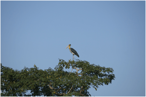 Photo of Highlights of Assam- Forests and tea gardens - The Globetrotters 14/33 by Apoorv & Smita