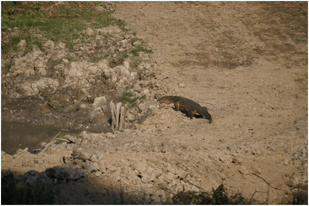 Photo of Highlights of Assam- Forests and tea gardens - The Globetrotters 15/33 by Apoorv & Smita