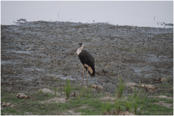 Photo of Highlights of Assam- Forests and tea gardens - The Globetrotters 17/33 by Apoorv & Smita