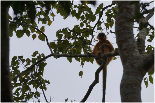 Photo of Highlights of Assam- Forests and tea gardens - The Globetrotters 18/33 by Apoorv & Smita