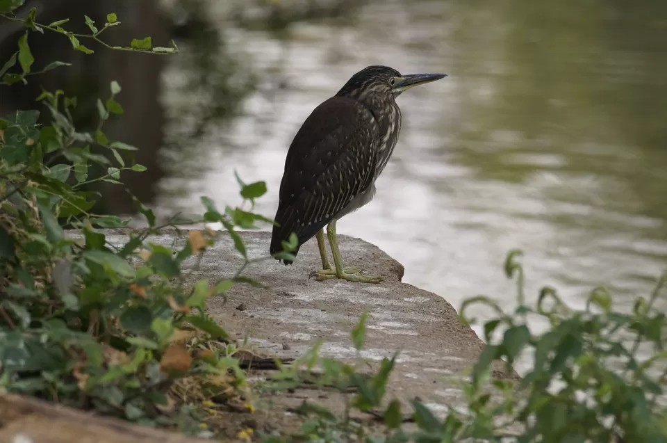 Photo of Bharatpur, Rajasthan, India by Apoorv & Smita
