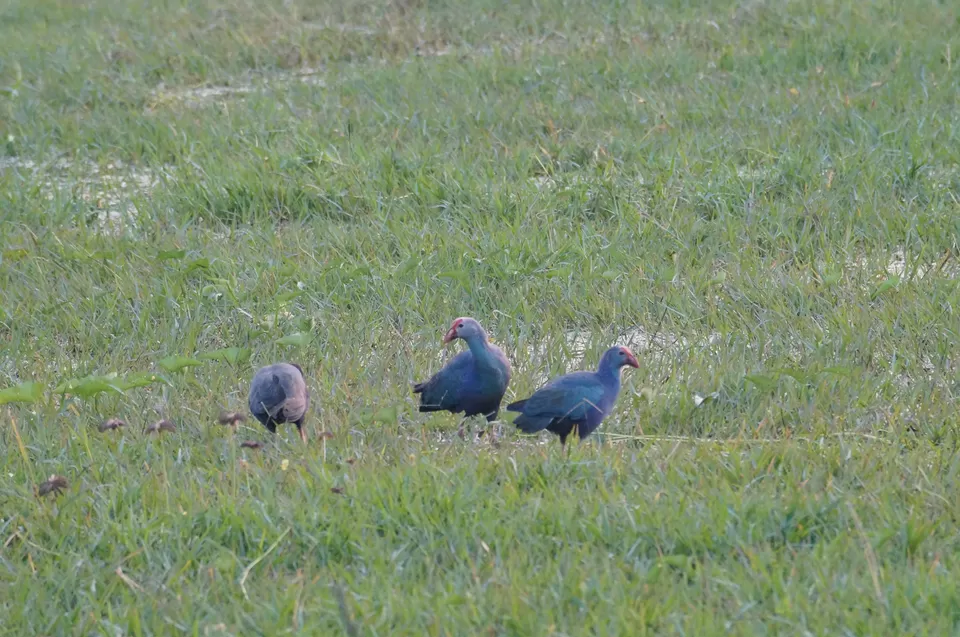 Photo of Bharatpur, Rajasthan, India by Apoorv & Smita