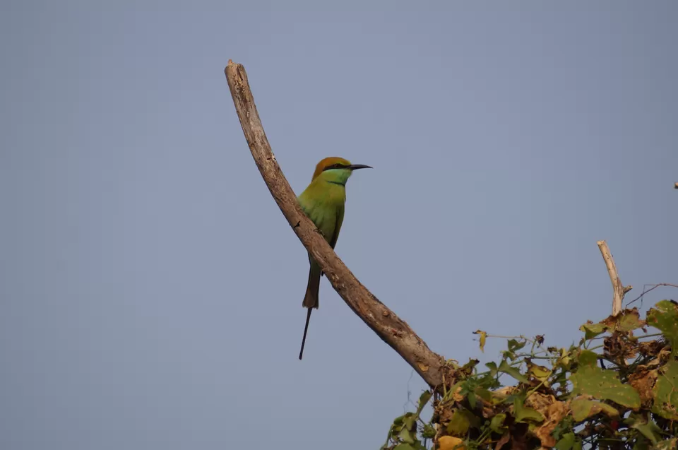 Photo of Bharatpur, Rajasthan, India by Apoorv & Smita