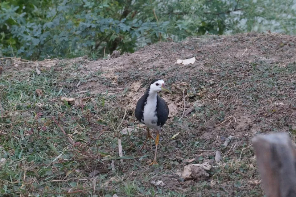 Photo of Bharatpur, Rajasthan, India by Apoorv & Smita