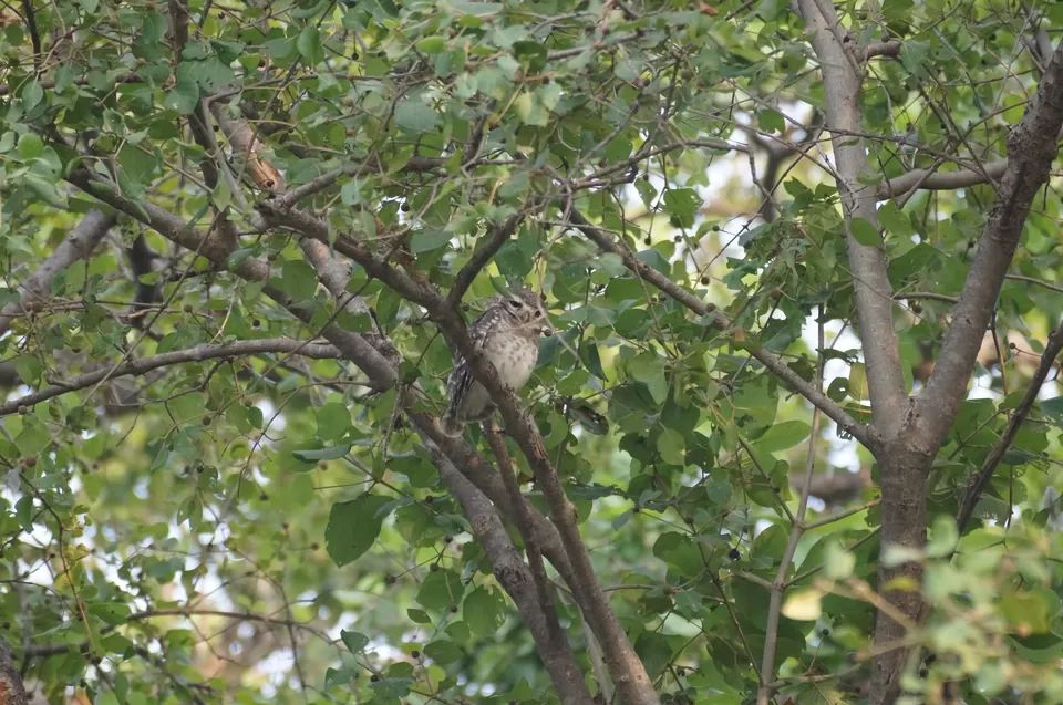 Photo of Bharatpur, Rajasthan, India by Apoorv & Smita