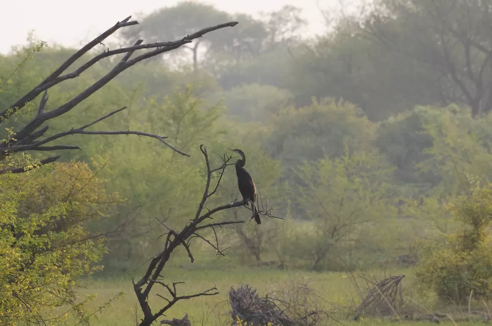 Photo of Bharatpur, Rajasthan, India by Apoorv & Smita
