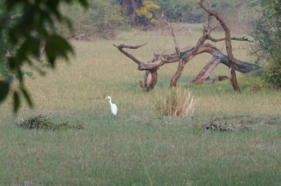 Photo of Bharatpur, Rajasthan, India by Apoorv & Smita