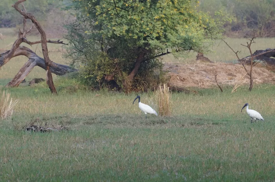 Photo of Bharatpur, Rajasthan, India by Apoorv & Smita