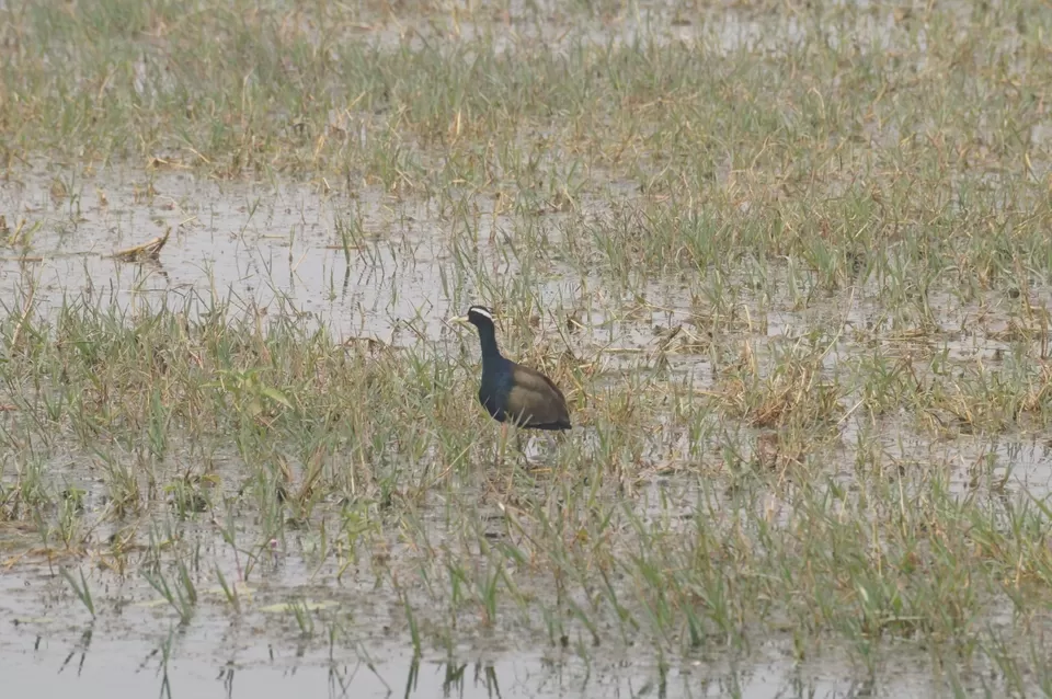 Photo of Bharatpur, Rajasthan, India by Apoorv & Smita