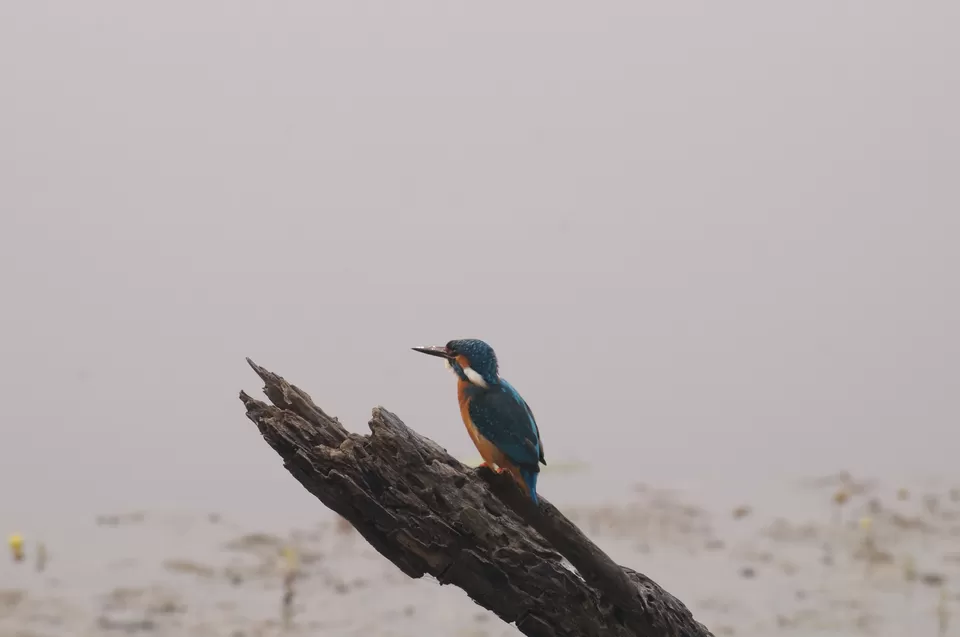 Photo of Bharatpur, Rajasthan, India by Apoorv & Smita