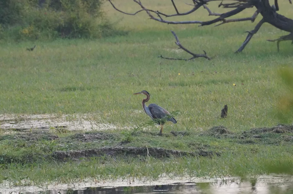Photo of Bharatpur, Rajasthan, India by Apoorv & Smita