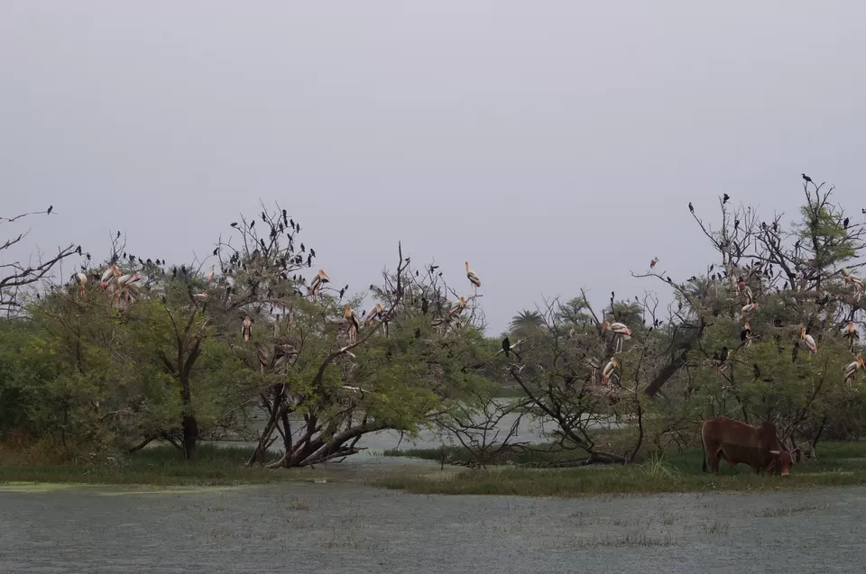 Photo of Bharatpur, Rajasthan, India by Apoorv & Smita