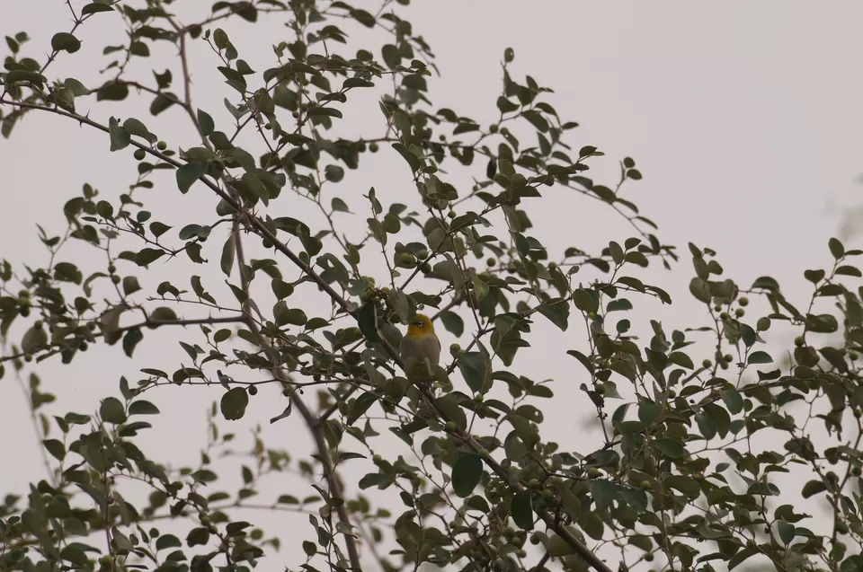 Photo of Bharatpur, Rajasthan, India by Apoorv & Smita