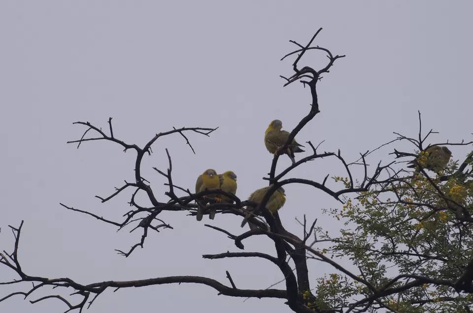 Photo of Bharatpur, Rajasthan, India by Apoorv & Smita