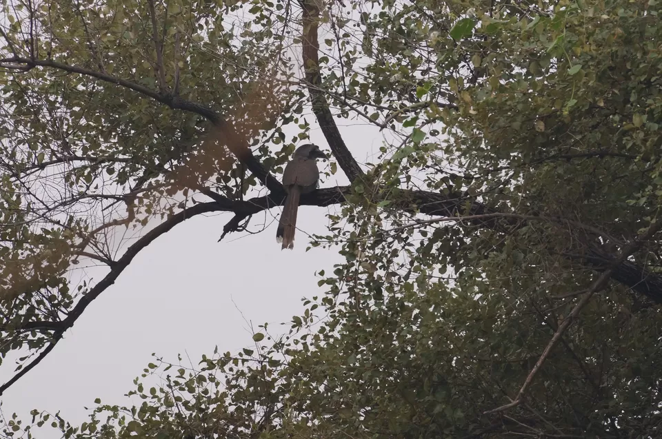 Photo of Bharatpur, Rajasthan, India by Apoorv & Smita