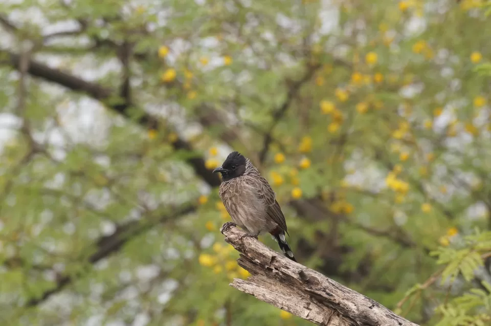 Photo of Bharatpur, Rajasthan, India by Apoorv & Smita