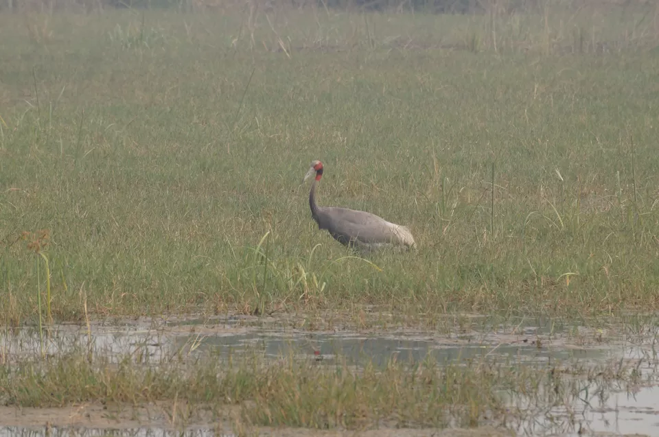 Photo of Bharatpur, Rajasthan, India by Apoorv & Smita