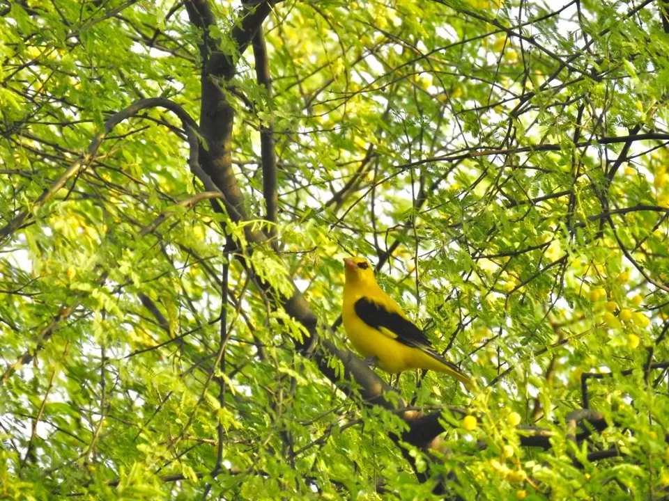 Photo of Bharatpur, Rajasthan, India by Apoorv & Smita