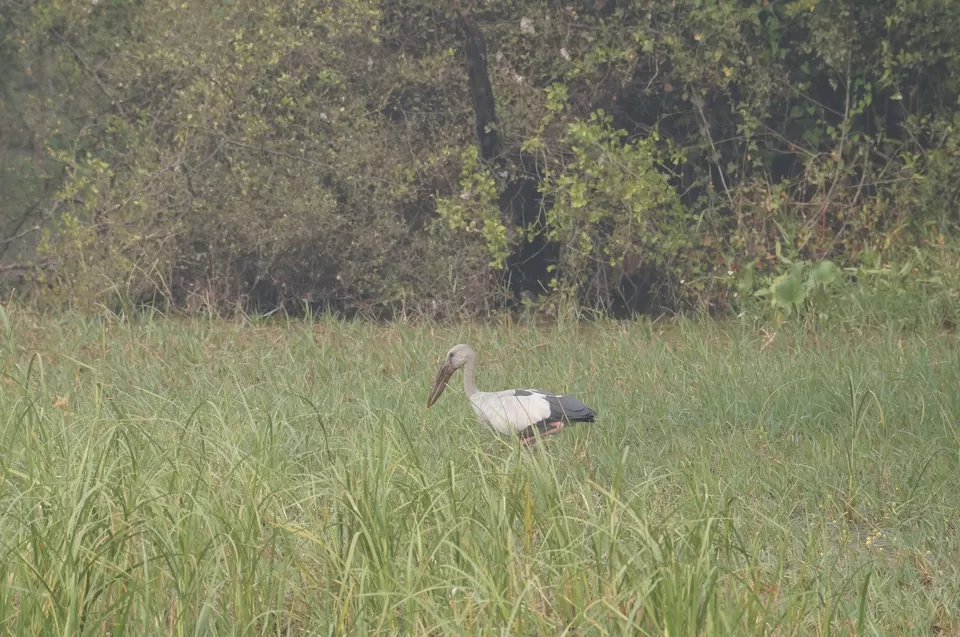 Photo of Bharatpur, Rajasthan, India by Apoorv & Smita
