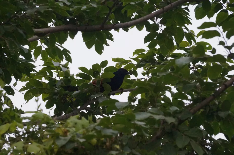 Photo of Bharatpur, Rajasthan, India by Apoorv & Smita