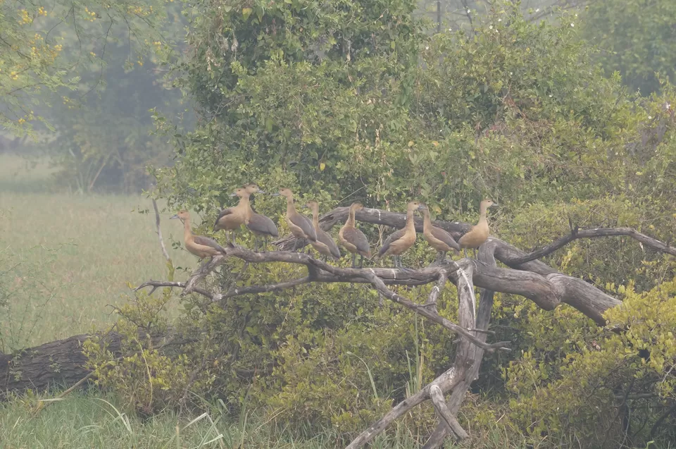 Photo of Bharatpur, Rajasthan, India by Apoorv & Smita