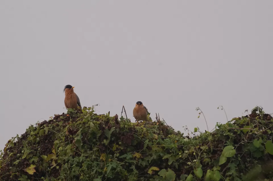 Photo of Bharatpur, Rajasthan, India by Apoorv & Smita