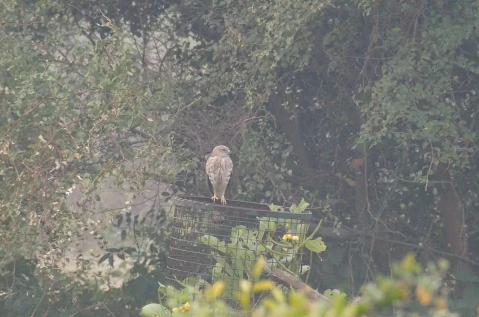 Photo of Bharatpur, Rajasthan, India by Apoorv & Smita