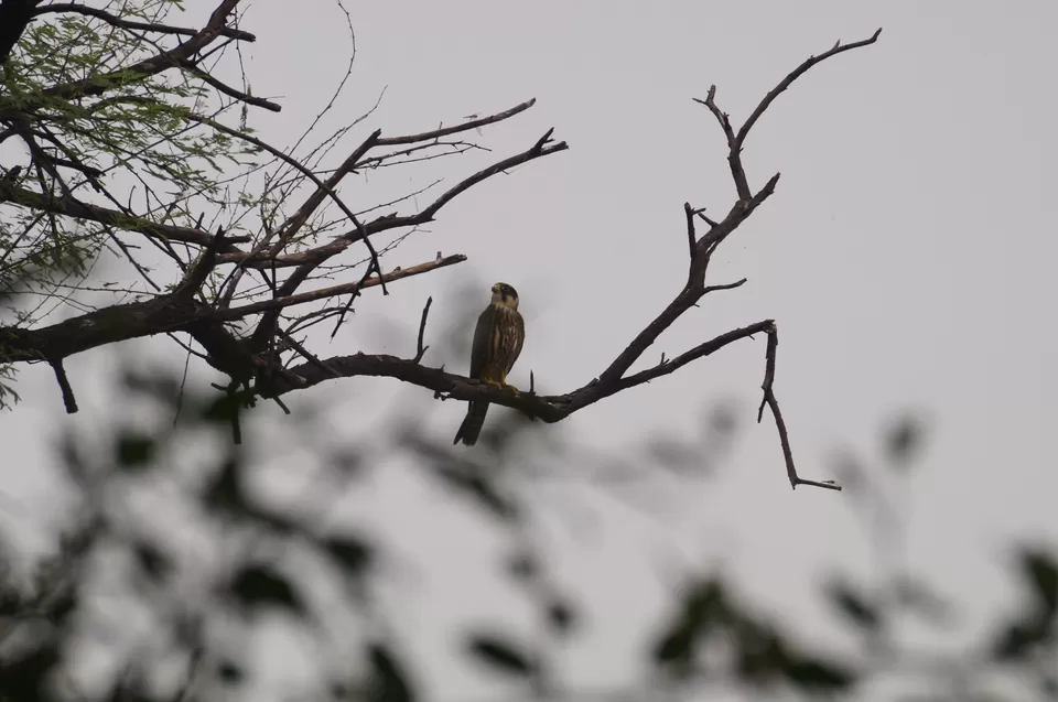 Photo of Bharatpur, Rajasthan, India by Apoorv & Smita