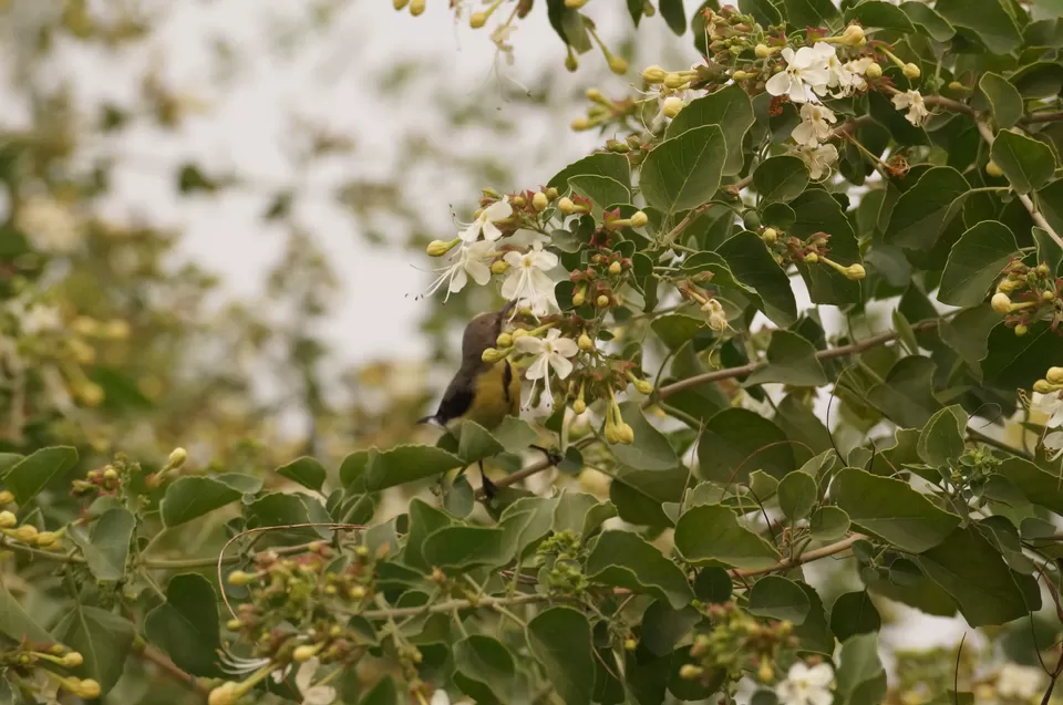 Photo of Bharatpur, Rajasthan, India by Apoorv & Smita