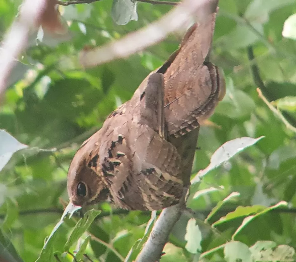 Photo of Bharatpur, Rajasthan, India by Apoorv & Smita