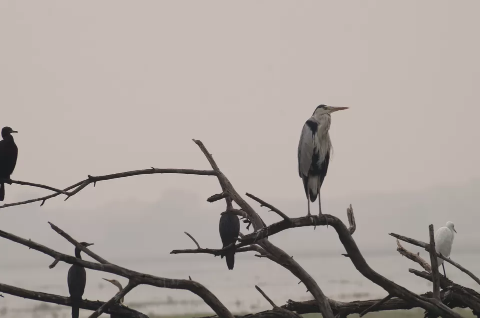 Photo of Bharatpur, Rajasthan, India by Apoorv & Smita