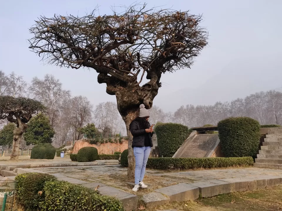 Photo of Indira Gandhi Memorial Tulip Garden by Curl_Saga