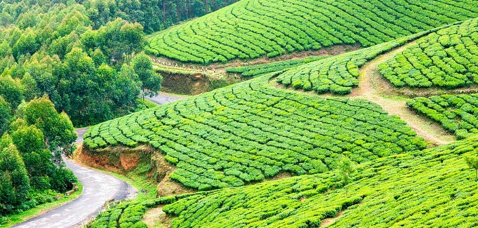 Photo of 8 Exciting Things to Do for Couples Honeymooning in Kerala 5/8 by Urtripadvisor