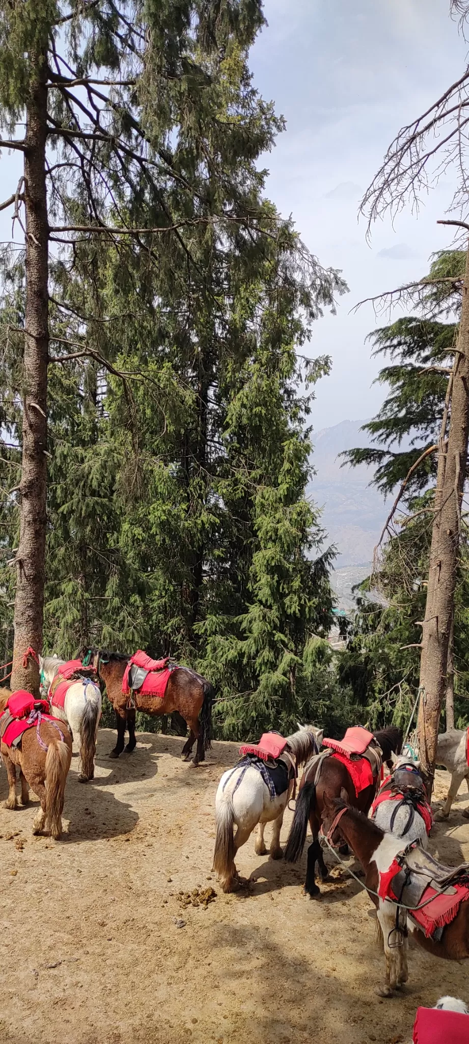 Photo of A trip to shimla by Debashis Sarmah