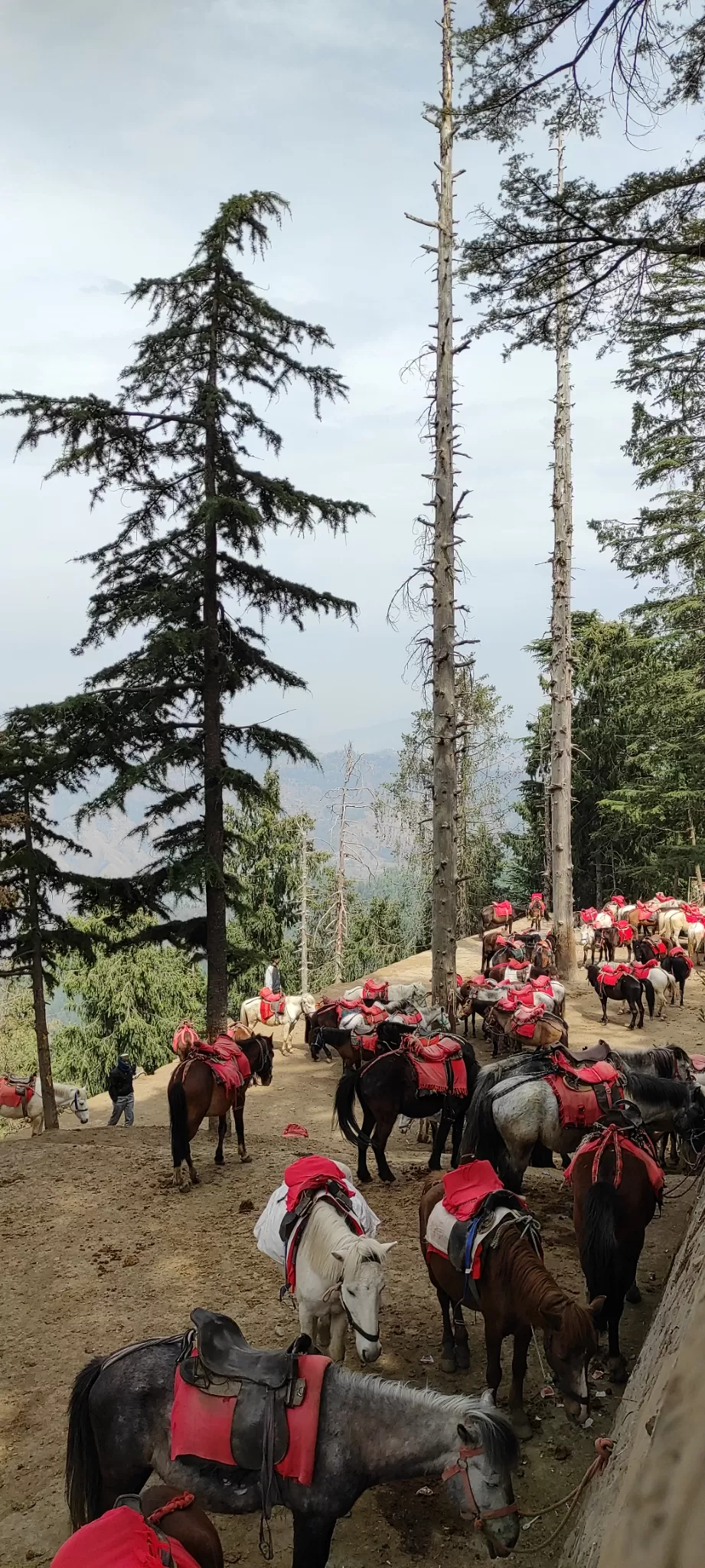 Photo of A trip to shimla by Debashis Sarmah
