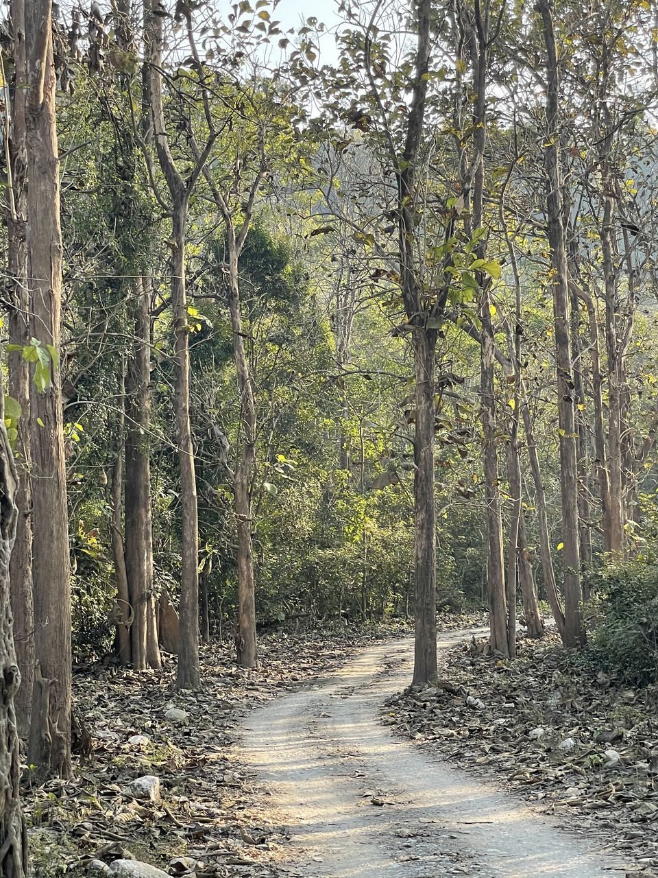 Photo of STAY AT JIM CORBETT by Hoomiesclub