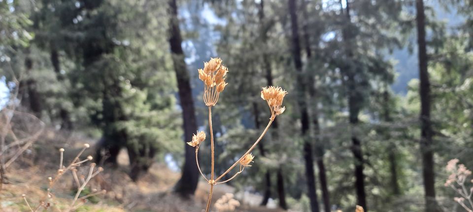 Photo of 4 DAY TRIP TO CHAMBA, HIMACHAL . by Rahul Sondhi