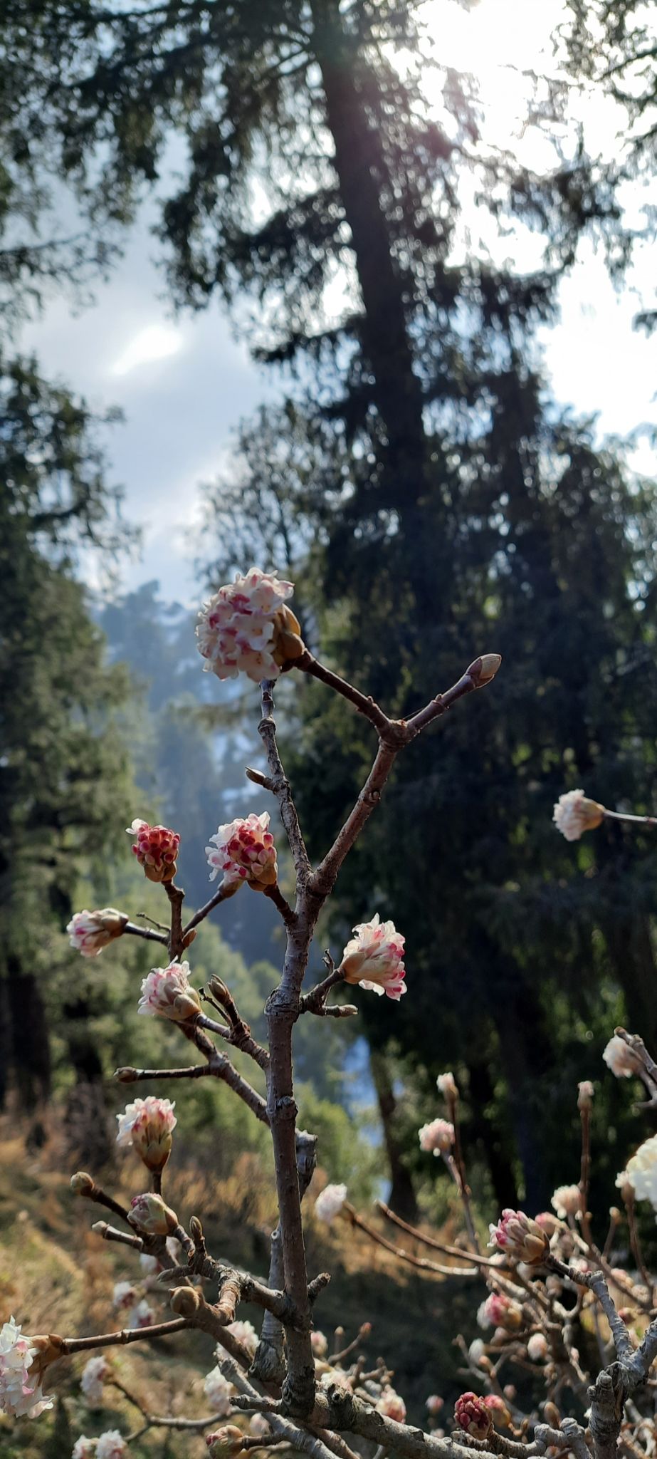 Photo of 4 DAY TRIP TO CHAMBA, HIMACHAL . by Rahul Sondhi