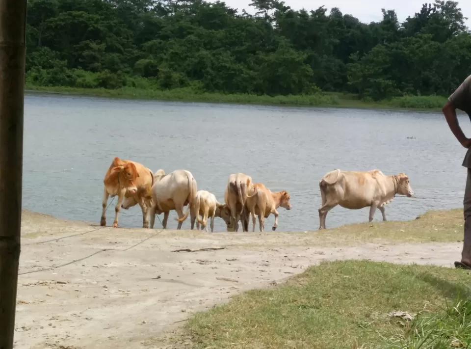 Photo of Majuli, Assam, India by Amrit Kamal Lenka