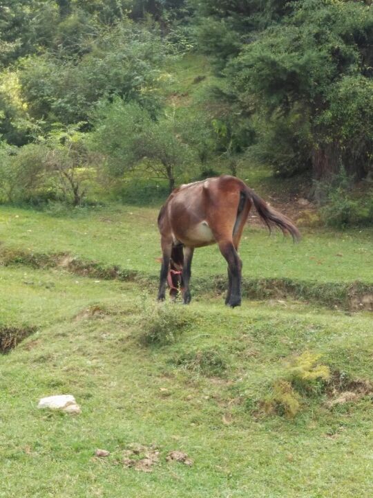 Photo of NH5, Himachal Pradesh 171212, India by Prateek Dham