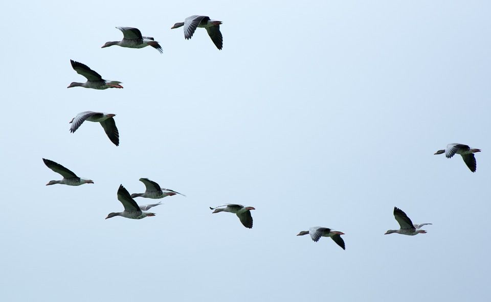 Photo of Jatinga, Assam, India by Prateek Dham