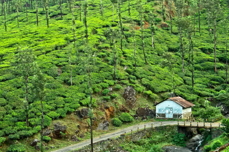 Photo of Chembra, Kozhikode, Kerala, India by Prateek Dham