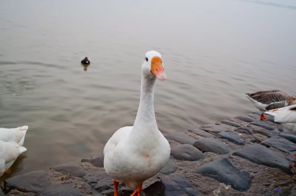Photo of Sukhna Lake, Sector 1, Chandigarh, India by Prateek Dham